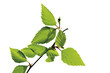 Birch leaves, close-up