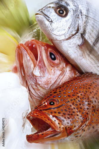 Photo: Grouper, Red Snapper and Seabass Grouper, Red Snapper and Seabass