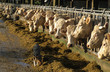 ALIMENTATION DES VACHES