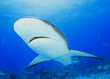Caribbean Reef Shark