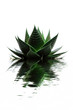 Aloe vera with reflection on the water