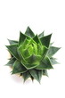 Aloe vera isolated on white background