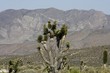 Joshua Tree