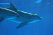 dolphin dolphin