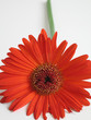 Foto: red flower with green stem red flower with green stem