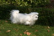 Bichon Maltais courant dans le jardin en automne