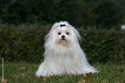 Photo: Beau petit Bichon Maltais de face Beau petit Bichon Maltais de face