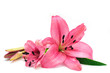 Pink lily