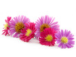 Violet and pink flowers