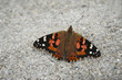 Photo: Painted Lady butterfly 15 Painted Lady butterfly 15