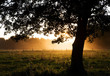 Foto: View of backlight tree and sunset through fog.. View of backlight tree and sunset through fog..