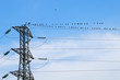 oiseaux sur ligne à haute tension