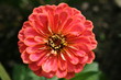 Zinnia
