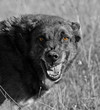 chien enragé