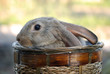 Small rabbit in basket