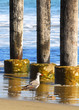 Lone seagull walking on beach in front of a weathered pier.