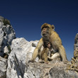 BARBARY MACAQUES OF GIBRALTAR BARBARY MACAQUES OF GIBRALTAR