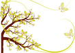 arbre aux papillons janonais