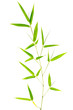 Feuilles de bambou