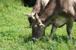 Two grazing cows