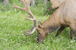 Bull elk on a meadow