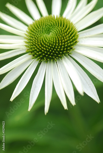 Echinacea Echinacea