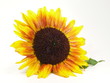 Sonnenblume Sonnenblume