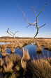 vertrockneter baum im moor ao_080210_9730 vertrockneter baum im moor ao_080210_9730