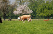 Kuhweide