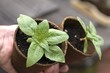 Foto: Pflanzen - Plants Pflanzen - Plants