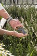 Foto: Lavendel schneiden - Harvesting Lavender Lavendel schneiden - Harvesting Lavender