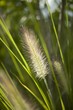 Foto: Lampenputzergras - Grass Lampenputzergras - Grass