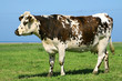 vache normande