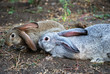 Gray and brown rabbits sit
