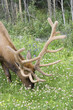 Bull elk grazing on a meadow
