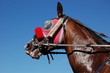 cheval rouge