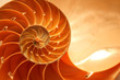 Split nautilus seashell showing inner float chambers