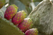 Fichi d'india