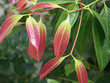 feuilles de cannelle