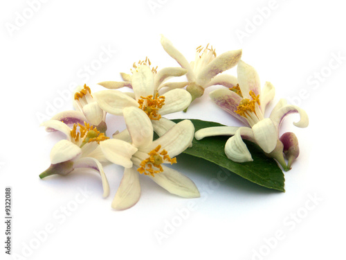Foto: fleurs et feuille d'oranger fleurs et feuille d'oranger
