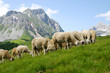 Mountain Komovi