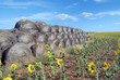 campos de cultivo