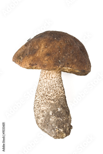 Photo: Brown cap boletus on a white background Brown cap boletus on a white background