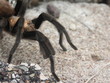 Texas Brown Tarantula