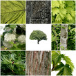 Foto: composition in green composition in green