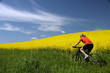 Radlerin vor Rapsfeld