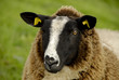 close-up of a brown sheep with yellow earrings