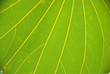 Hoja de planta