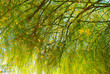 Arbol