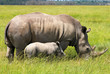 white rhinoceros with 3 weeks calf white rhinoceros with 3 weeks calf